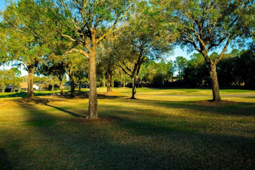 Cypress Creek Trees